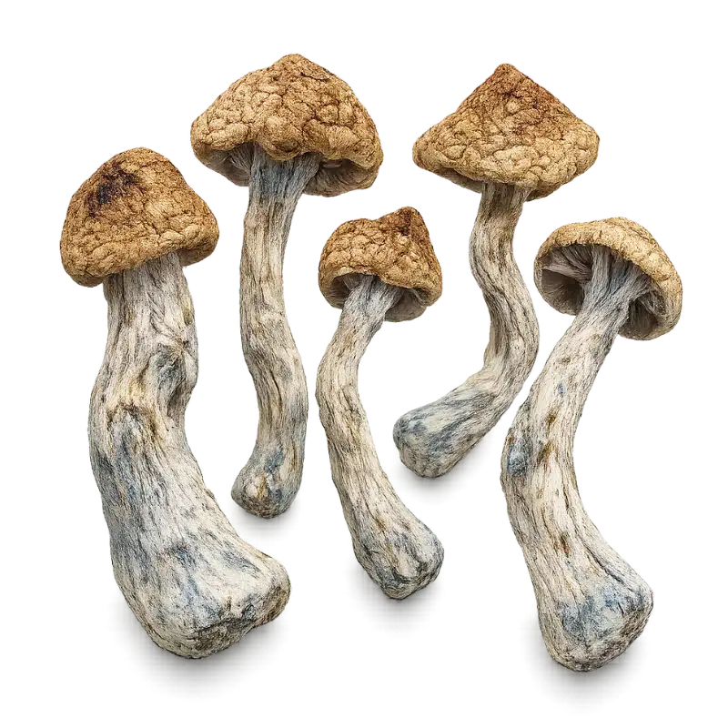 Golden Teachers fresh organic honey
