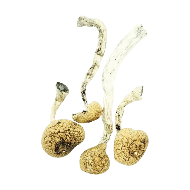 Amazonian Cubensis amazonian