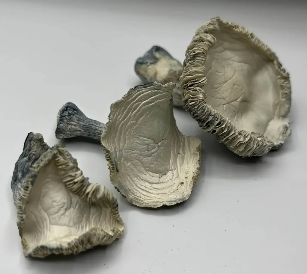 albino rollercoaster shrooms auto draft