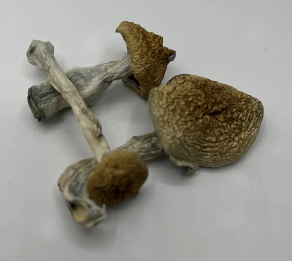 African Envy Mushrooms african envy mushrooms