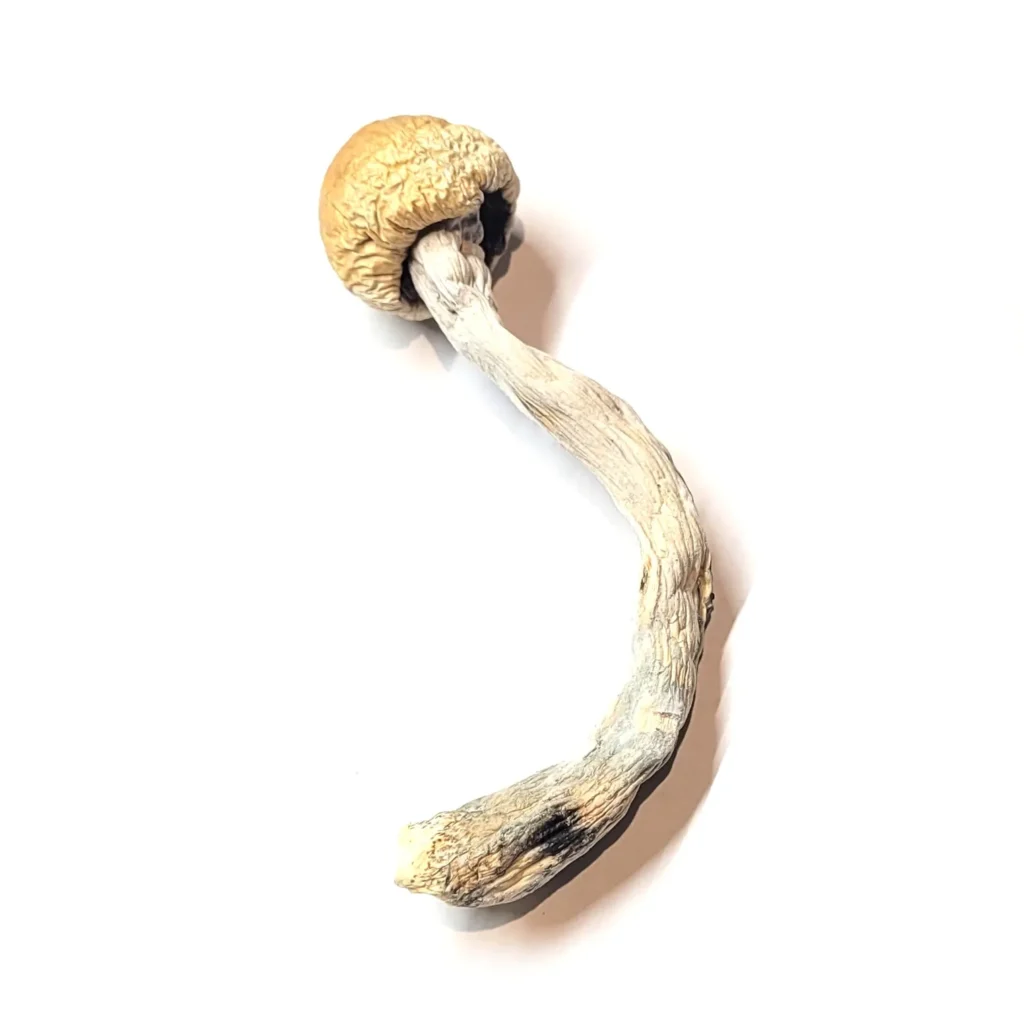 Alacabenzi mushrooms alacabenzi mushrooms
