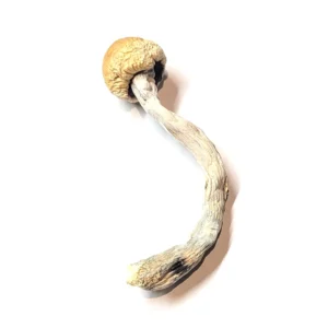 alacabenzi mushrooms