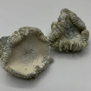 Albino Hualta Mushrooms auto draft