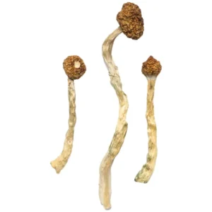 arenal volcano mushrooms
