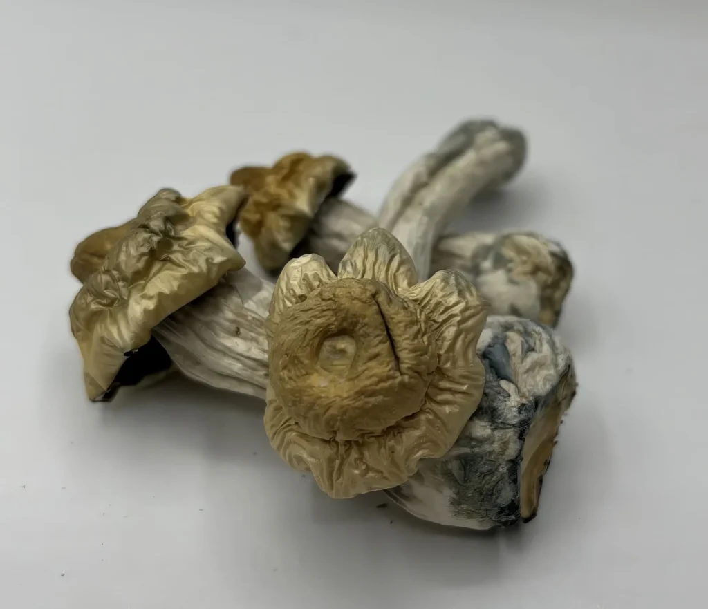 Avalance Mushrooms avalance mushrooms
