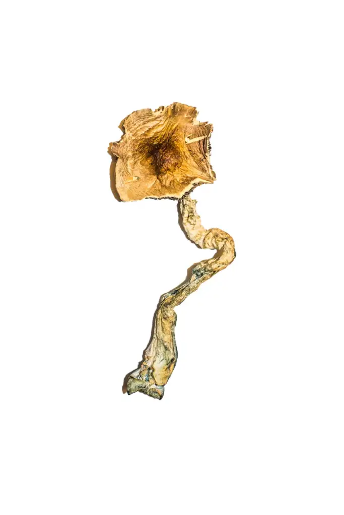 Buy B+ Magic Mushrooms Online b+ mushrooms