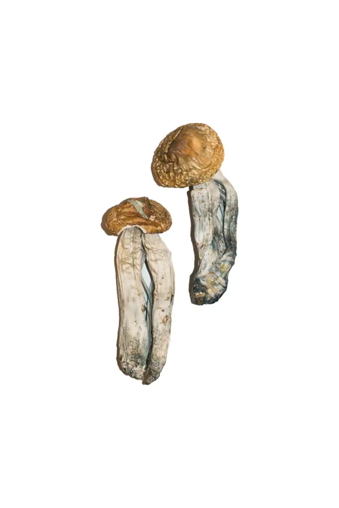 big mex mushrooms big mex mushrooms