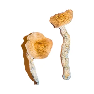 african transkei mushroom