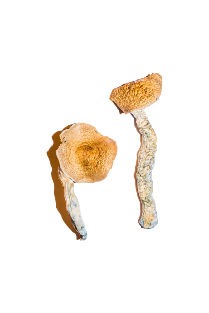 African transkei mushroom african transkei mushroom