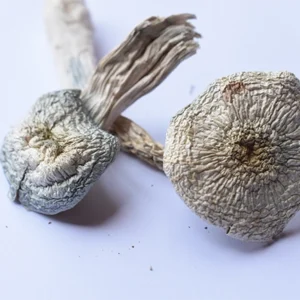 albino a+ mushrooms