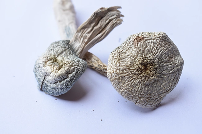 Albino a+ mushrooms albino a+ mushrooms