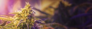 cannabis hemp standards header