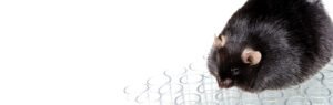 obesity mouse banner (1)